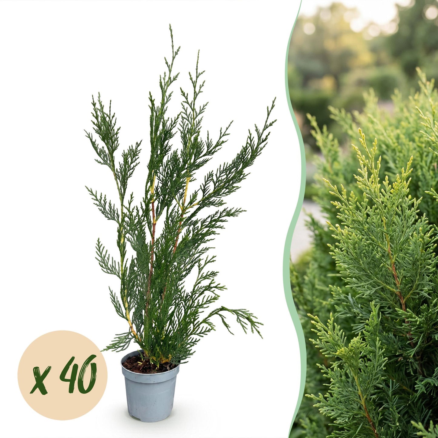 Cupressocyparis leylandii : jeune plant en pot sur fond blanc, avec bulle 'x 40', juxtaposé à un plan serré d'une haie dense.