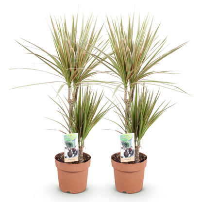 Lot de deux Dracaena Marginata Bicolor, aussi appelés Arbre Dragon, avec leurs fines feuilles vertes bordées de rouge dans des pots en