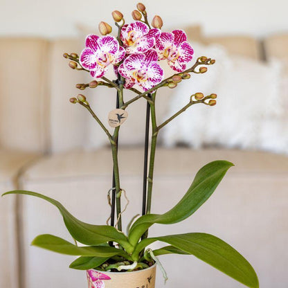 Orchidée Phalaenopsis rose-violet en pot