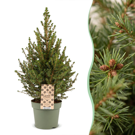Épicéa de l'Alberta 'Conica' (Picea glauca 'Conica') en pot et détail des aiguilles