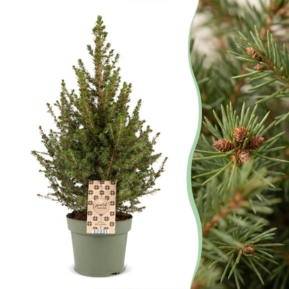 Épicéa de l'Alberta 'Conica' (Picea glauca 'Conica') en pot et détail des aiguilles
