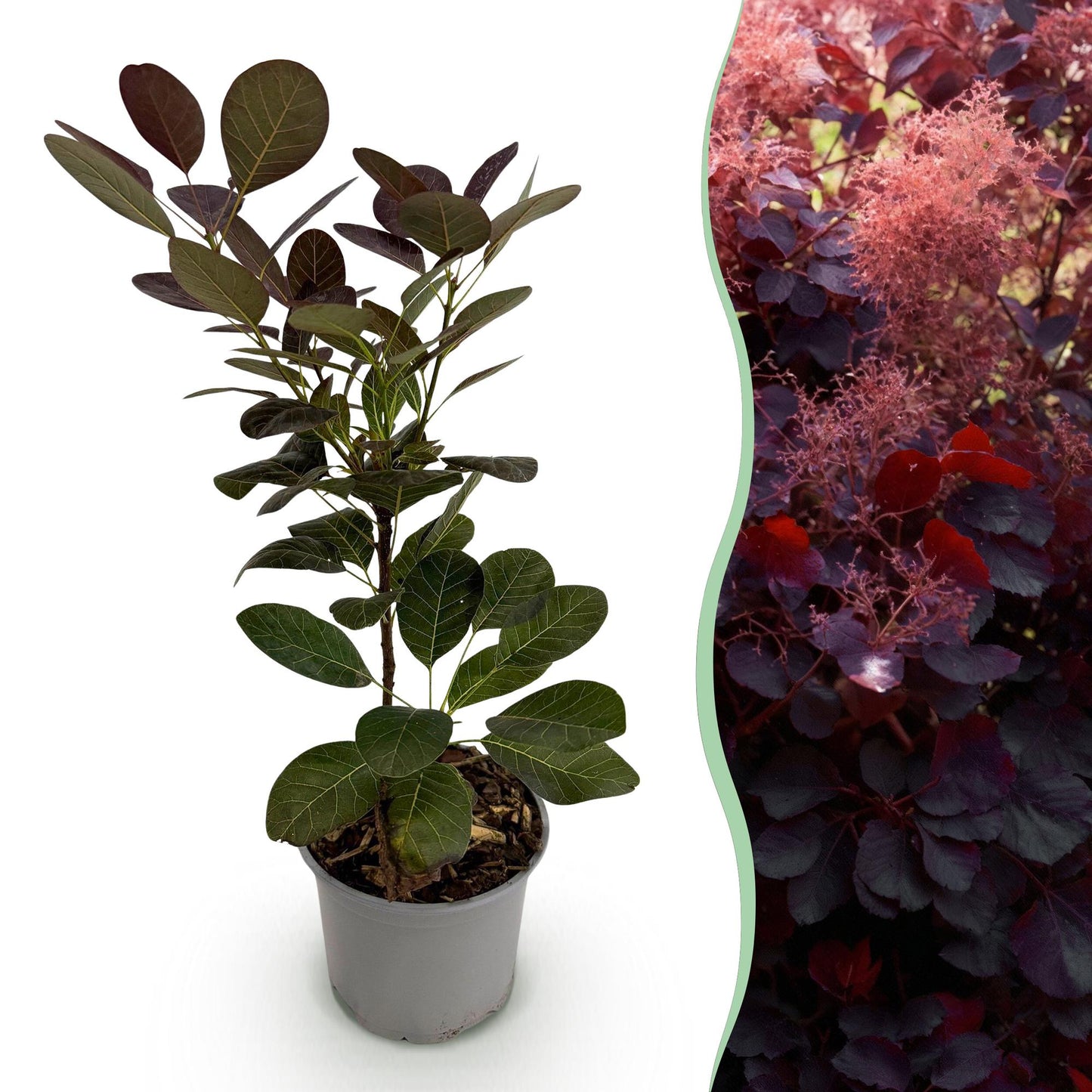 Cotinus coggyria Royal Purple : Un jeune plant en pot à gauche et une haie de cette même plante aux feuillages pourpres et fleurs roses vapo