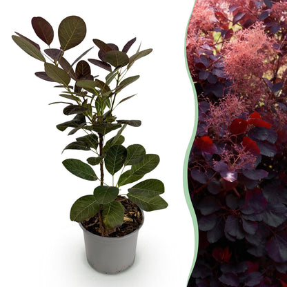 Cotinus coggyria Royal Purple : Un jeune plant en pot à gauche et une haie de cette même plante aux feuillages pourpres et fleurs roses vapo