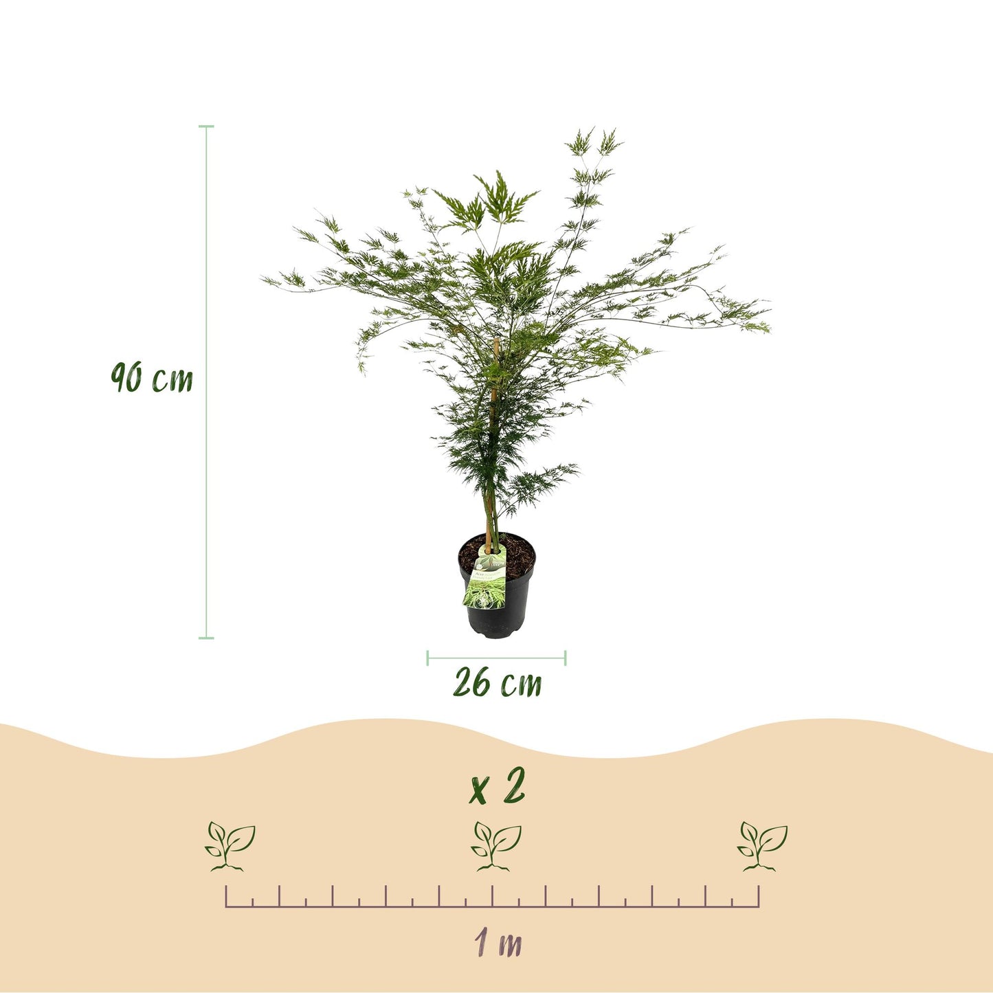 Acer palmatum Emerald Lace : Érable japonais de 90 cm de haut et pot de 26 cm, espacement de 1 mètre pour 2 plants.