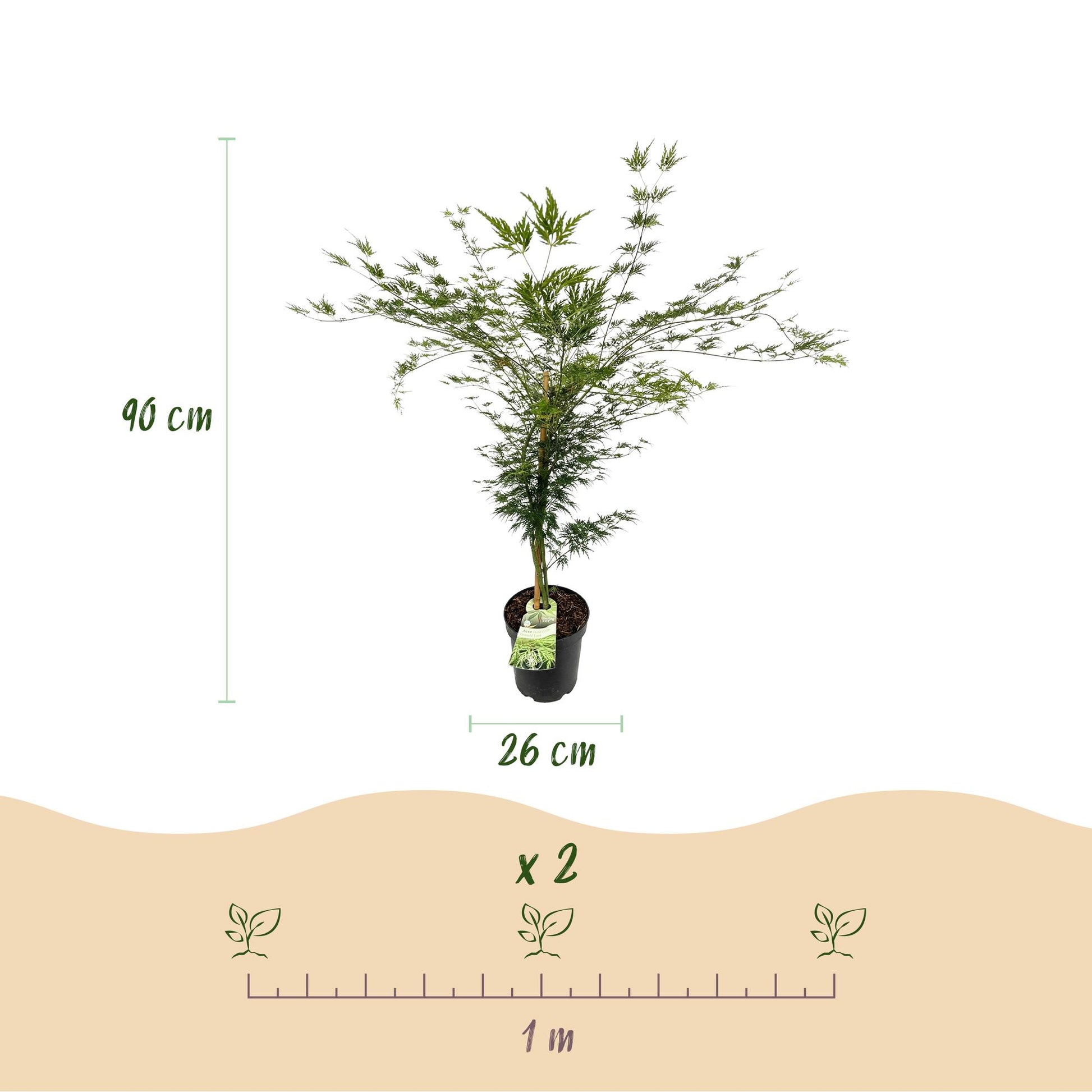 Acer palmatum Emerald Lace : Érable japonais de 90 cm de haut et pot de 26 cm, espacement de 1 mètre pour 2 plants.