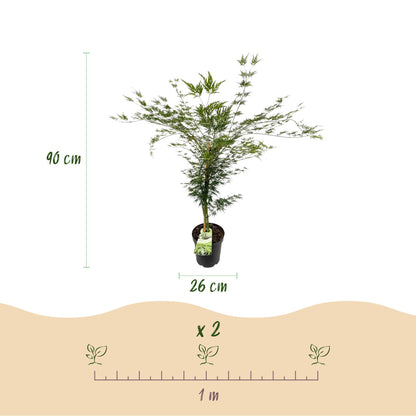 Acer palmatum Emerald Lace : Érable japonais de 90 cm de haut et pot de 26 cm, espacement de 1 mètre pour 2 plants.