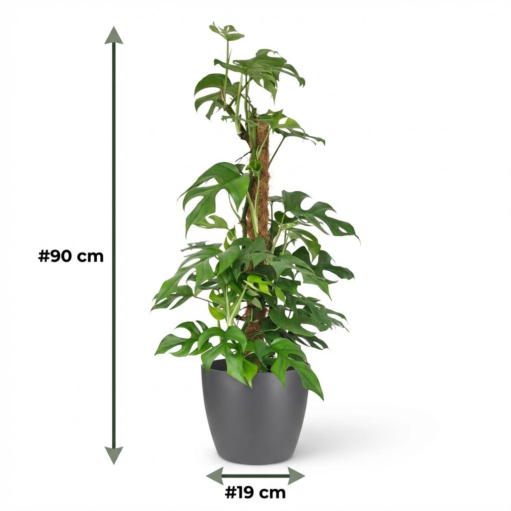 Plante d'intérieur - Mini Monstera - Monstera Minima sur tuteur - Vert - Peu d'entretien - 1 Plante - avec Pot Gris - Pot 19cm - Hauteur 90cm