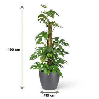 Plante d'intérieur - Mini Monstera - Monstera Minima sur tuteur - Vert - Peu d'entretien - 1 Plante - avec Pot Gris - Pot 19cm - Hauteur 90cm
