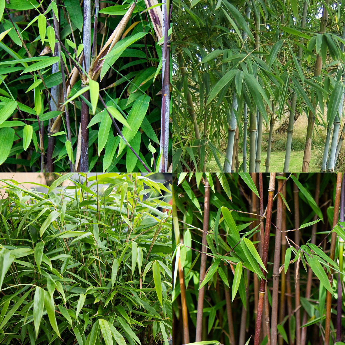 Bambou Fargesia mix Rainbow, un collage de quatre photos montrant les différentes couleurs de cannes (noir, rouge, bleu et vert) et la densi