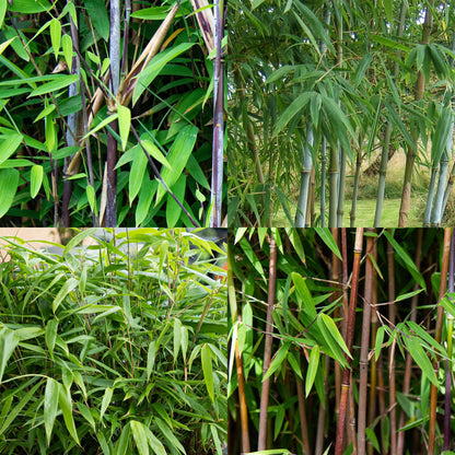 Bambou Fargesia mix Rainbow, un collage de quatre photos montrant les différentes couleurs de cannes (noir, rouge, bleu et vert) et la densi