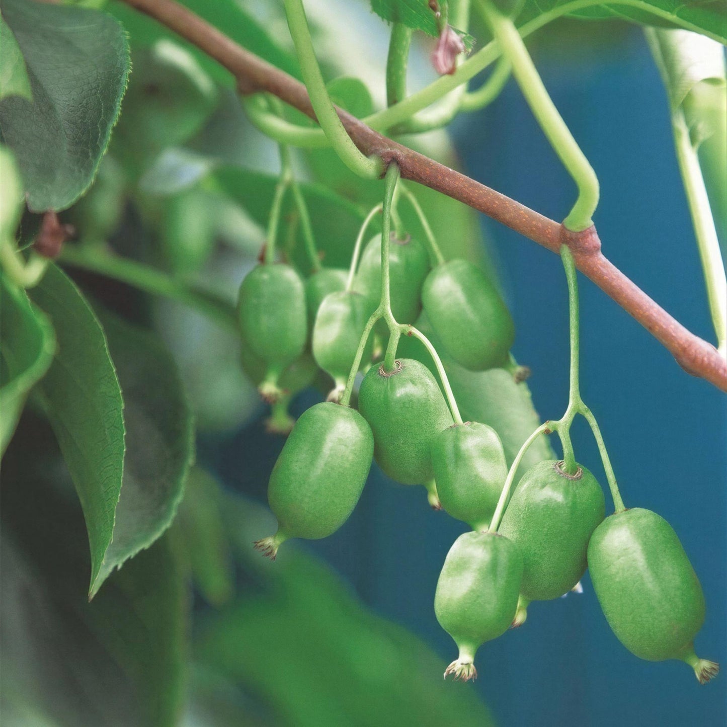 Actinidia arguta Issai. Gros plan sur un rameau de kiwi de Sibérie autofertile, montrant de nombreux petits fruits ovales et lisses, encore 