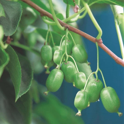 Actinidia arguta Issai. Gros plan sur un rameau de kiwi de Sibérie autofertile, montrant de nombreux petits fruits ovales et lisses, encore 