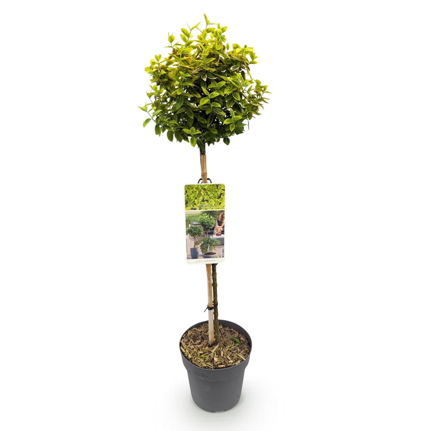 Euonymus fortunei Emerald 'n' Gold sur tige, avec feuillage vert-jaune, présentée en pot sur fond blanc.