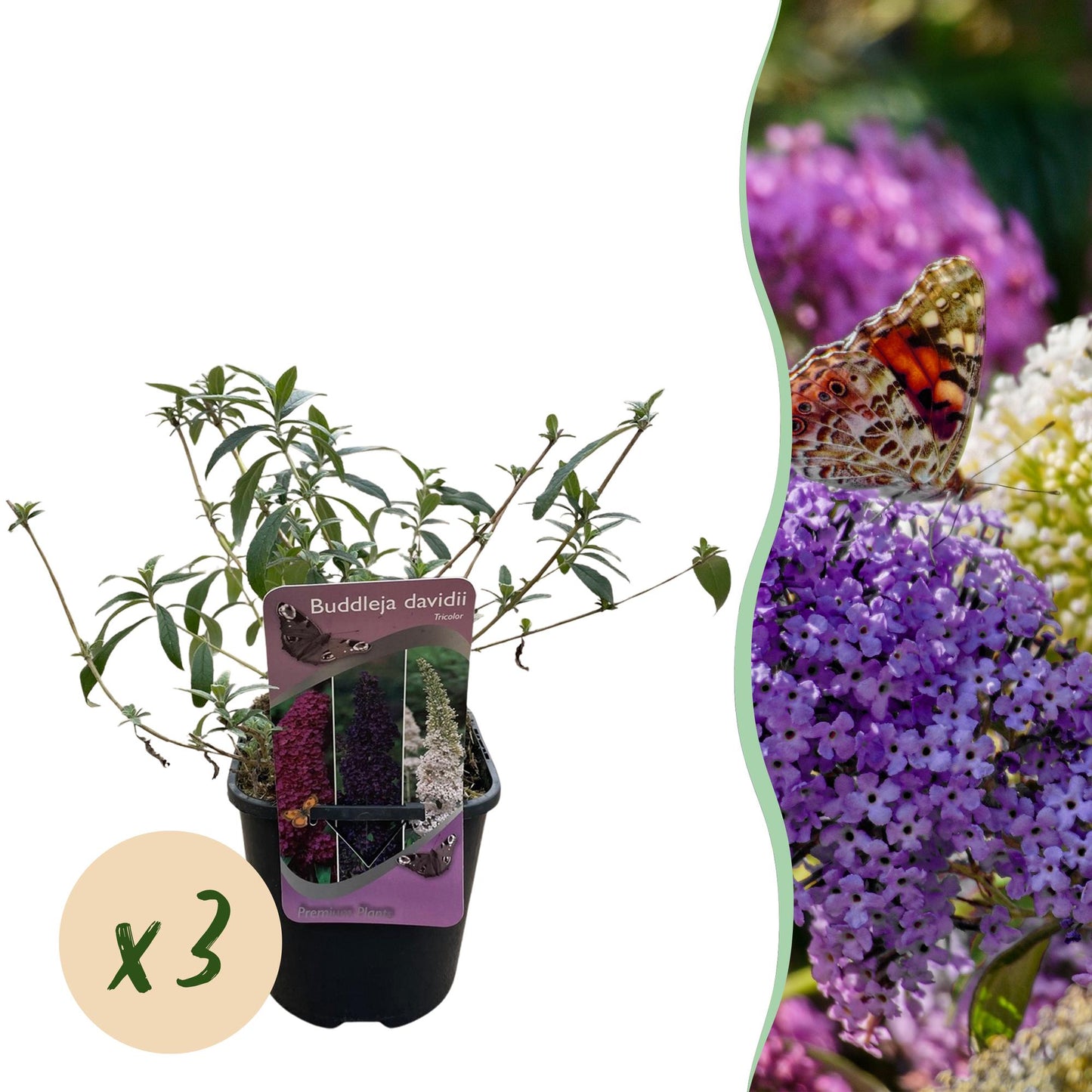 Buddleja davidii Tricolour : jeune plant en pot avec une étiquette, vendu par lot de 3. Papillon butinant des fleurs roses, blanches et viol