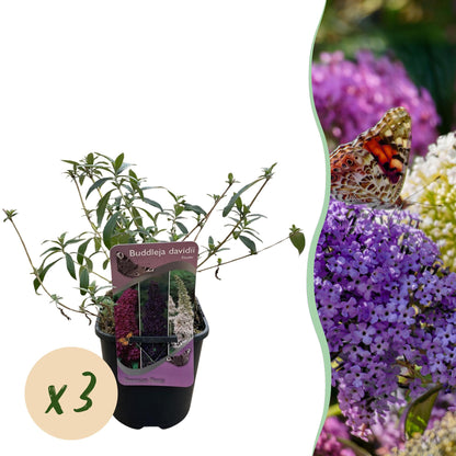 Buddleja davidii Tricolour : jeune plant en pot avec une étiquette, vendu par lot de 3. Papillon butinant des fleurs roses, blanches et viol
