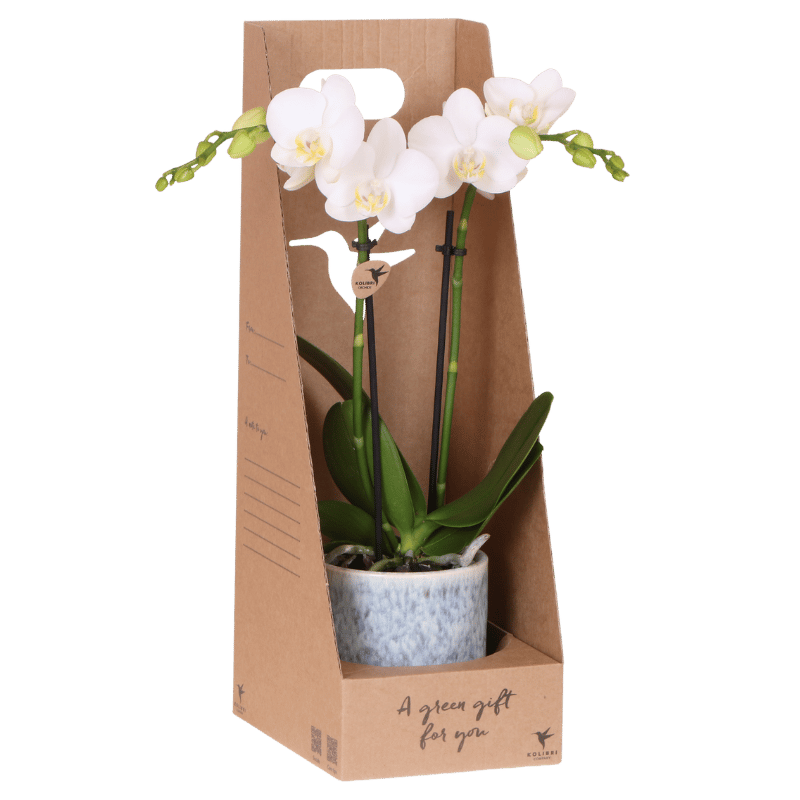 Orchidée Phalaenopsis en boîte cadeau kraft avec cache-pot céramique
