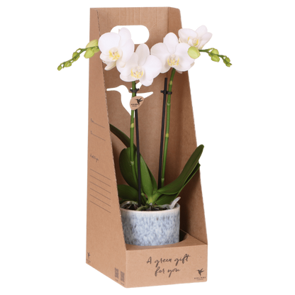 Orchidée Phalaenopsis en boîte cadeau kraft avec cache-pot céramique
