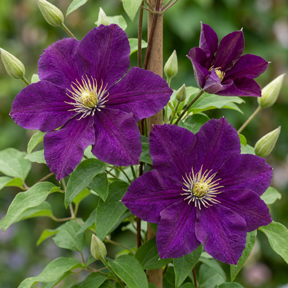 Clématite 'Warszawska Nike' (Clematis) - grimpante à grandes fleurs rouge velours