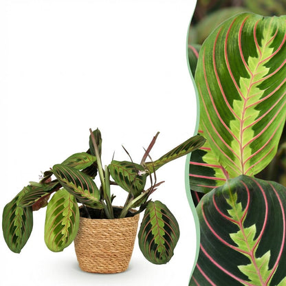 Maranta Fascinator Tricolour plante d'intérieur pot 12cm feuillage tricolore vert rose rouge prayer plant