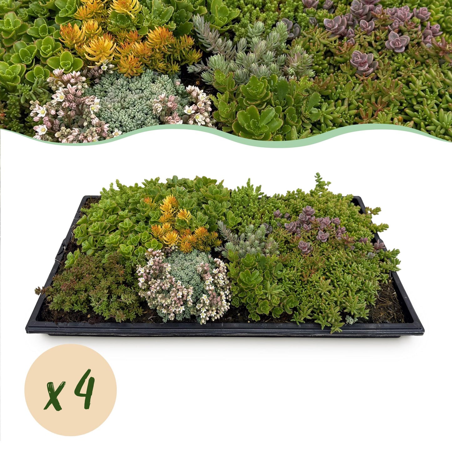 Tapis de Sedum composé de 10 espèces. Photo d'un lot de 4 tapis de plantes couvre-sol variées, prêtes à être plantées.