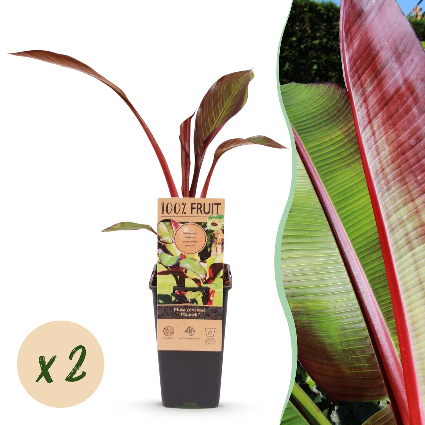 Musa ensete Maurelli : jeune plant en pot avec bulle « x2 » et photo de son feuillage rouge et vert. Bananier résistant au froid.