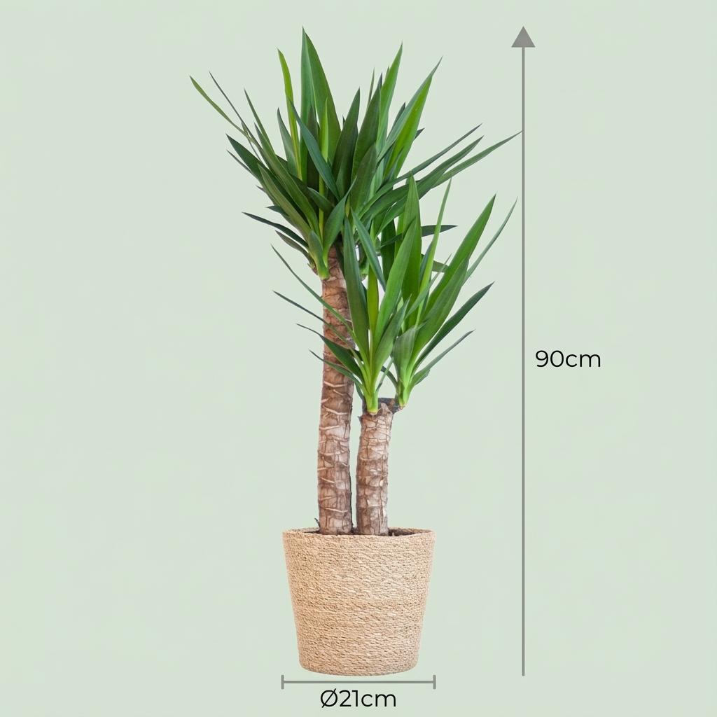 Yucca Elephantipes avec panier Zeegras naturel - 90cm - Ø21