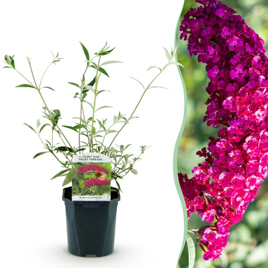 Buddleja davidii Royal Red, un plant en pot sur fond blanc, juxtaposé à un gros plan de ses fleurs fuchsia en grappes.
