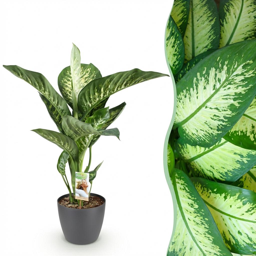 Dieffenbachia Tropic Snow plante d'intérieur en pot 21cm avec cache-pot panier, hauteur 90-100cm, feuilles marbrées blanc