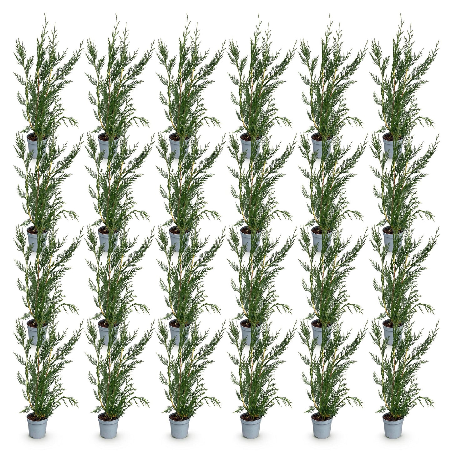 Cupressocyparis leylandii. Lot de plusieurs jeunes plants de leylandii persistants en pot de 9cm, prêts à être plantés pour une haie.