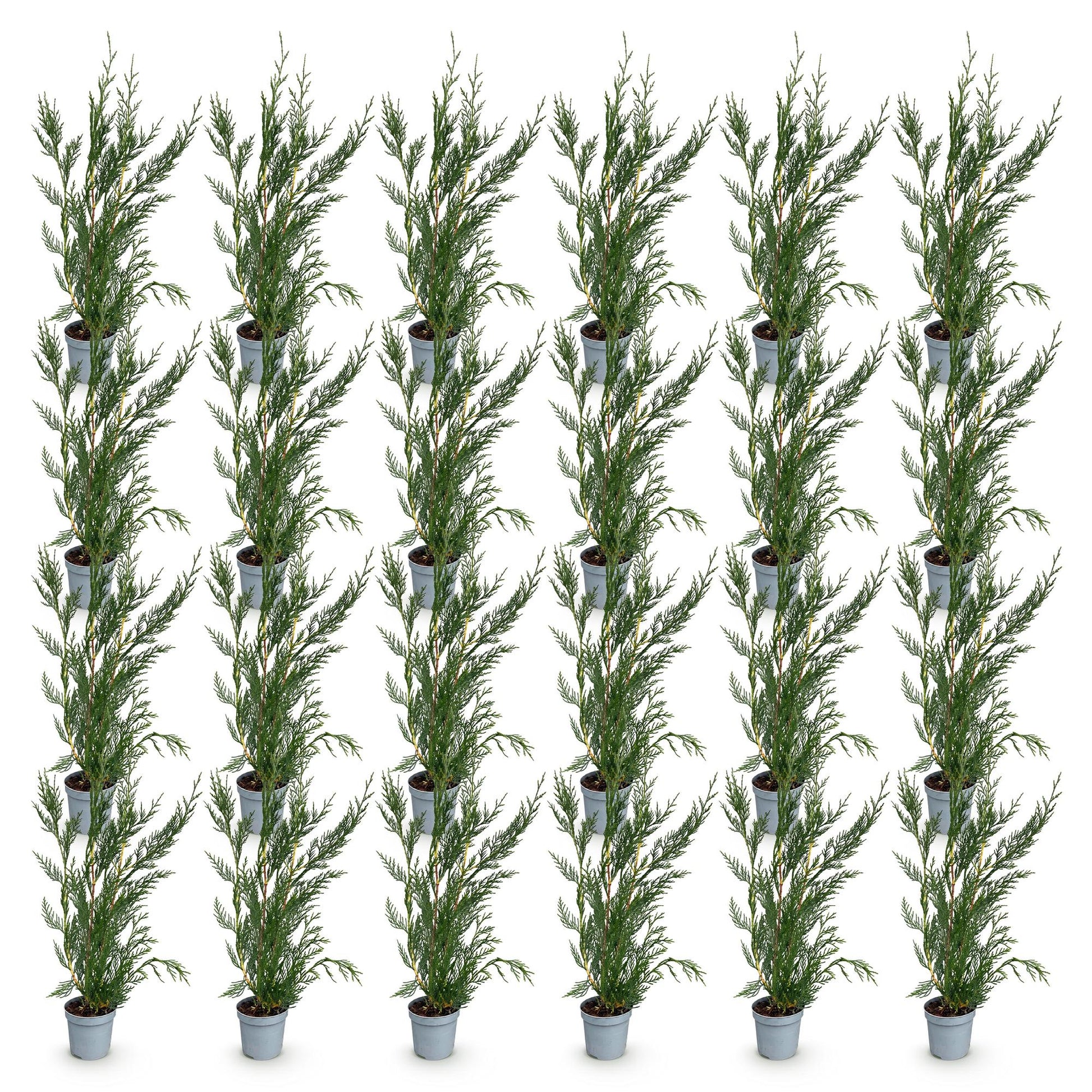 Cupressocyparis leylandii. Lot de plusieurs jeunes plants de leylandii persistants en pot de 9cm, prêts à être plantés pour une haie.