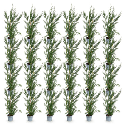 Cupressocyparis leylandii. Lot de plusieurs jeunes plants de leylandii persistants en pot de 9cm, prêts à être plantés pour une haie.