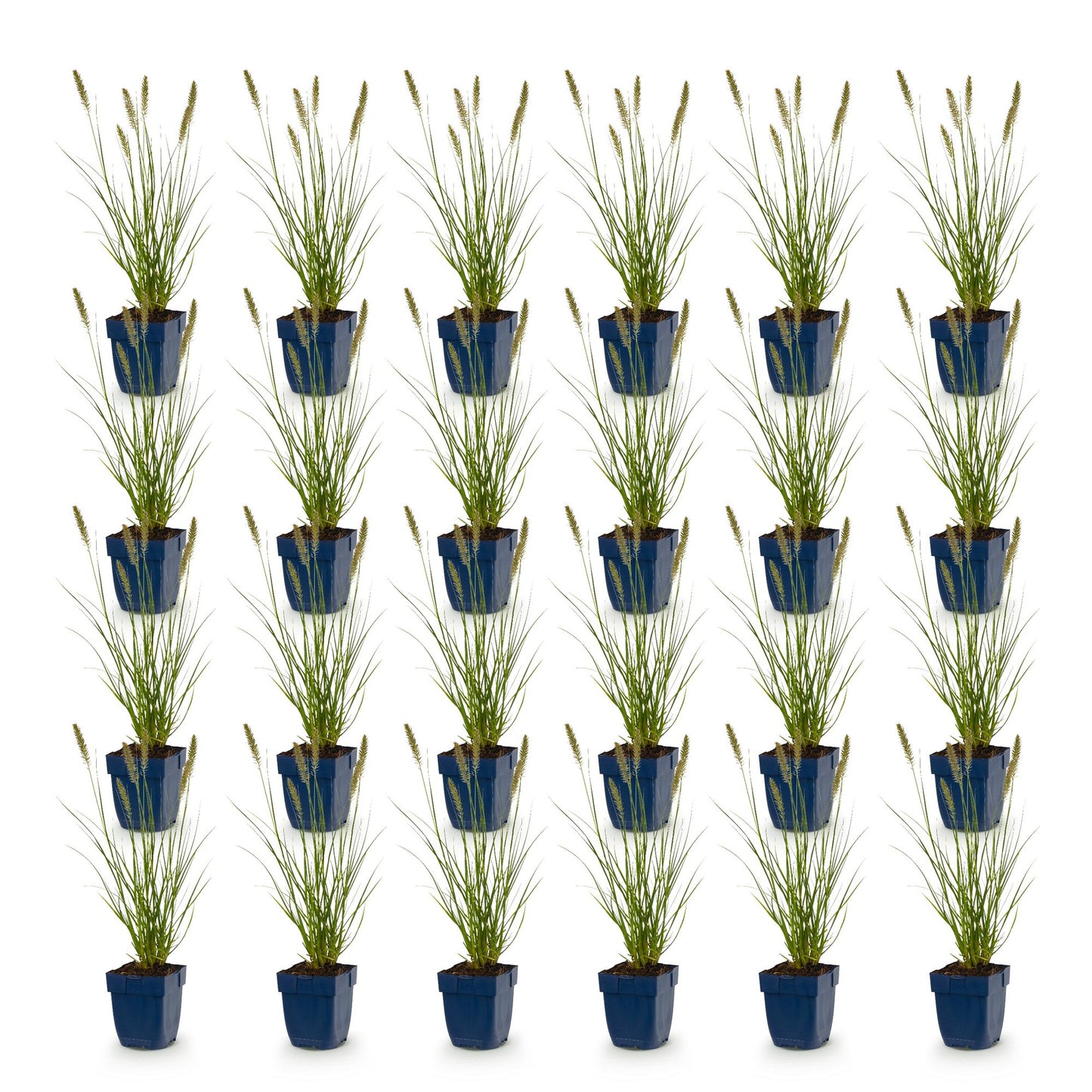 Pennisetum alop. Hameln, Herbe à lampes : Vingt plants en pot bleu foncé, alignés sur fond blanc. Chaque plante a des feuilles vertes et des