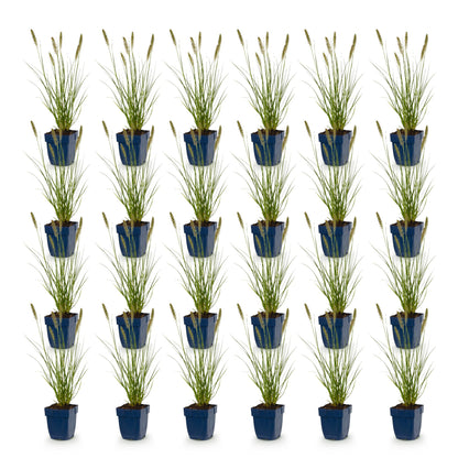 Pennisetum alop. Hameln, Herbe à lampes : Vingt plants en pot bleu foncé, alignés sur fond blanc. Chaque plante a des feuilles vertes et des