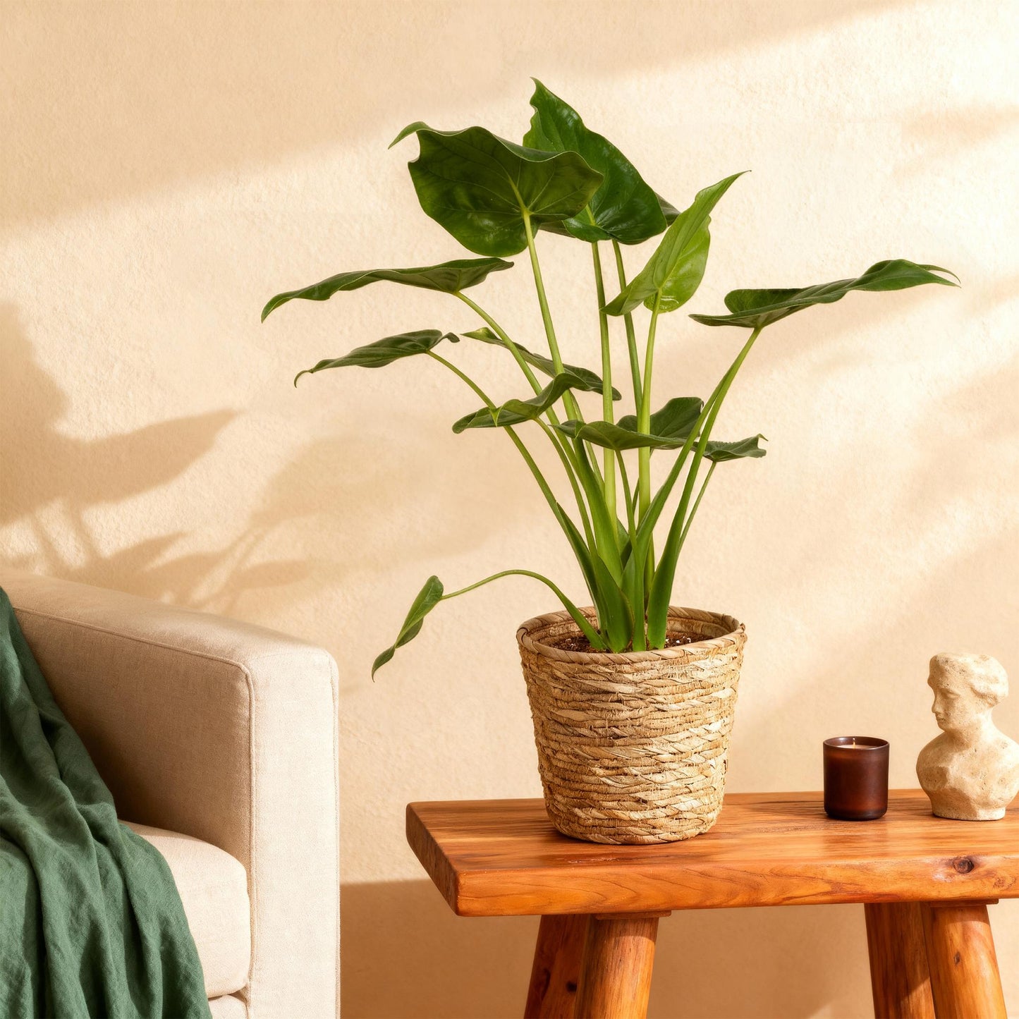 Plantes d'intérieur - Alocasia Cucullata - Main de Bouddha - Peu d'entretien - avec panier - Vert - 1 Plante - Pot 21cm - Hauteur 65-70cm