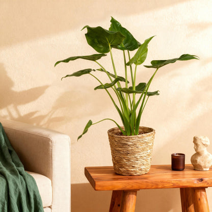 Plantes d'intérieur - Alocasia Cucullata - Main de Bouddha - Peu d'entretien - avec panier - Vert - 1 Plante - Pot 21cm - Hauteur 65-70cm