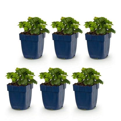 Fraisier doré - lot de 6 plants en pot de 11 cm