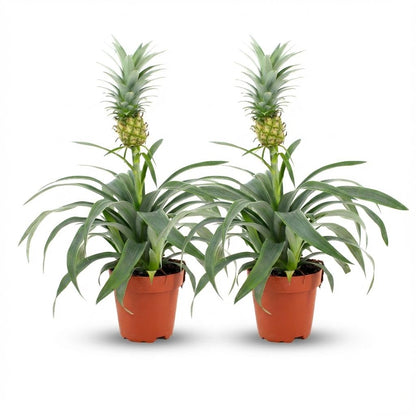 Ananas Mi Amigo en pot de 12 cm, 2 plantes