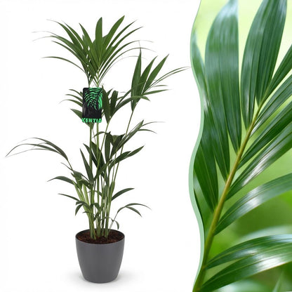 Plante d'intérieur - Howea Forsteriana - Palmier Kentia - Peu d'entretien - Vert - 1 Plante - avec Pot Gris - Pot 21cm - Hauteur 120-130cm