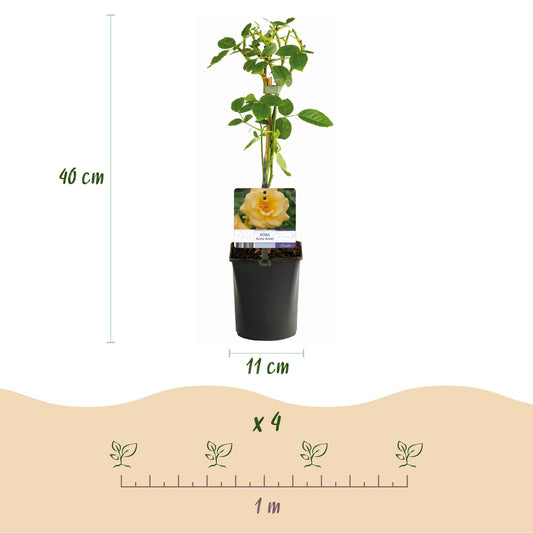 Rosier grimpant Rosa Spring Queen jaune. Hauteur du plant 40 cm, diamètre du pot 11 cm. Schéma d'espacement pour 4 plants sur 1 mètre.