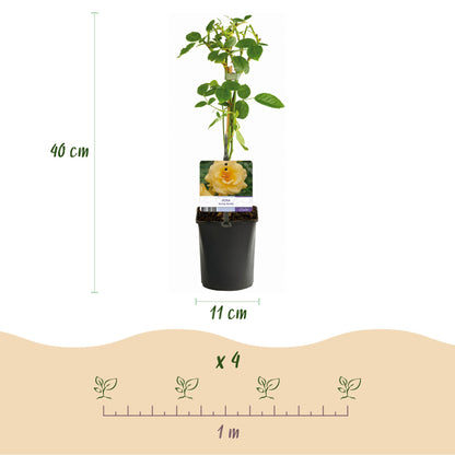Rosier grimpant Rosa Spring Queen jaune. Hauteur du plant 40 cm, diamètre du pot 11 cm. Schéma d'espacement pour 4 plants sur 1 mètre.