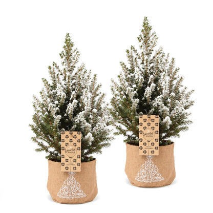 Épicéa 'Conica' enneigé lot de 2 sapins en pot de 17 cm, sac en jute