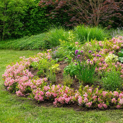 Rhododendron Bloombux Light Pink planté dans une bordure fleurie, avec des fleurs roses délicates et d'autres végétaux.