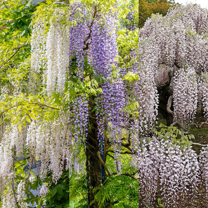 Glycine Wisteria floribunda Tricolour : une glycine en pleine floraison avec des fleurs blanches, violettes et roses pâles.