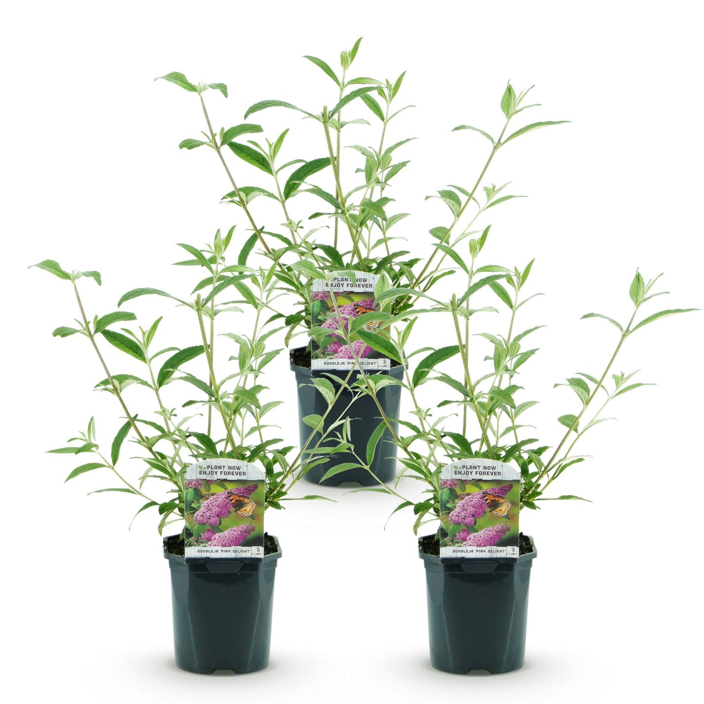 Buddleja davidii Pink Delight, 3 plants en pot sur fond blanc, prêts à être plantés pour créer une haie fleurie et attirer les papillons.
