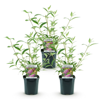 Buddleja davidii Pink Delight, 3 plants en pot sur fond blanc, prêts à être plantés pour créer une haie fleurie et attirer les papillons.