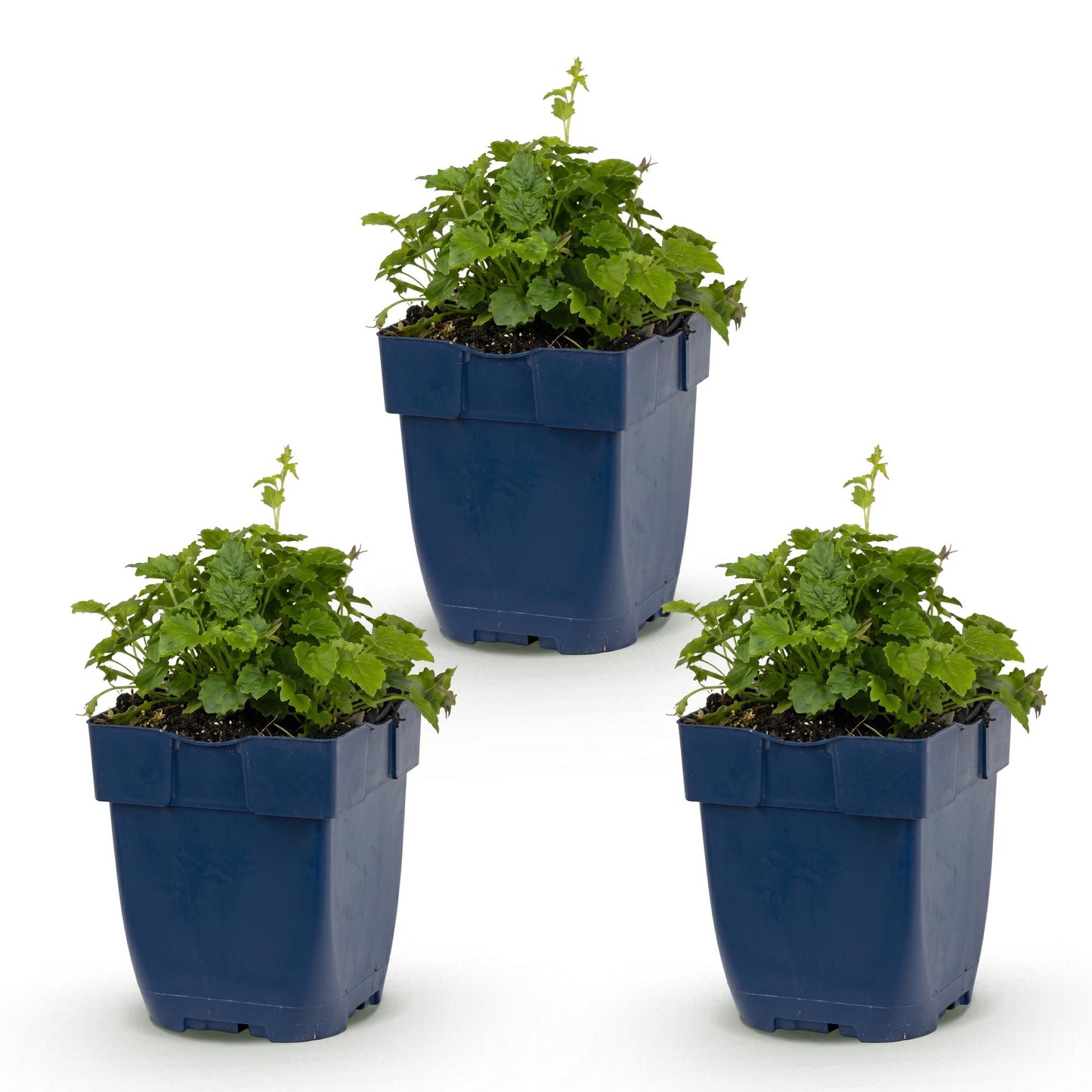 Campanula posch. Lisduggan Variety, plante vivace en lot de trois plants en pots bleus, sur fond blanc.