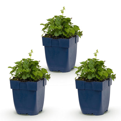Campanula posch. Lisduggan Variety, plante vivace en lot de trois plants en pots bleus, sur fond blanc.