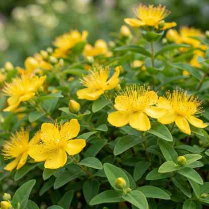 Hypericum calycinum : Gros plan vibrant du millepertuis aux fleurs jaunes vives avec de longues étamines, entouré de feuilles vertes luxuria
