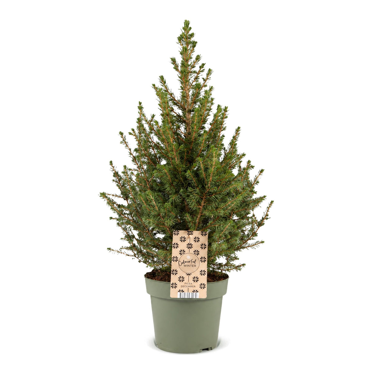 Épicéa de l'Alberta 'Conica' 1 sapin en pot de 17 cm