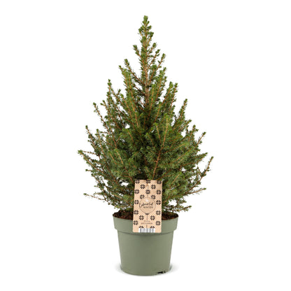 Épicéa de l'Alberta 'Conica' 1 sapin en pot de 17 cm